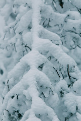 magical snow covered trees. beautiful winter landscape