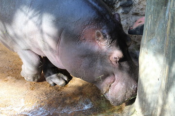 Hippo, Flusspferd