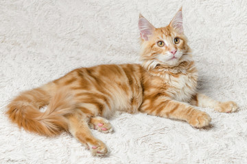 рыжий кот мейн-кун лежит на диване