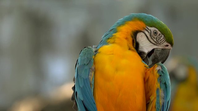 Colourful macaw