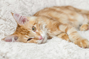 рыжий кот мейн-кун лежит на диване - obrazy, fototapety, plakaty