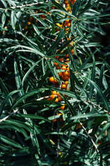 Fototapeta premium Sea buckthorn on summer time green and natural