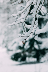 magical snow covered trees. beautiful winter landscape