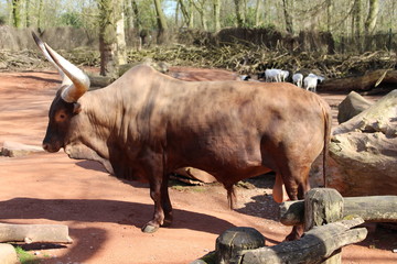 Watussirind, Zoo