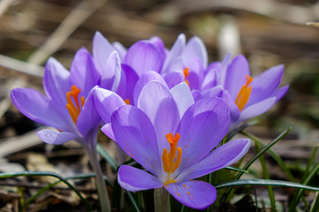 Elfenkrokus