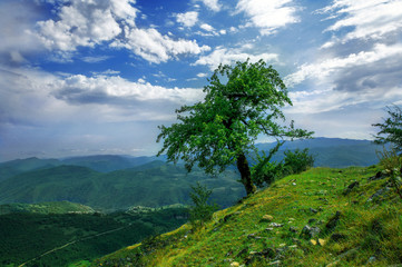 дерево на холме