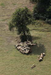 отара под деревом