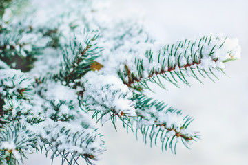 winter spruce branch under white snow