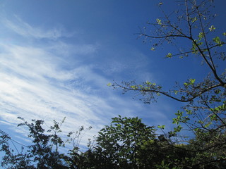 When walking in the park, look at the clear and boundless sky. The contrast between blue sky and white clouds and branches is like painting.