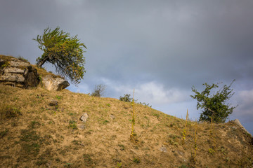 tree on the hill