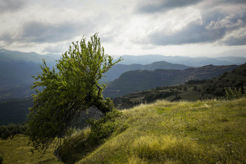 tree in the mountains