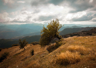 дерево в горах
