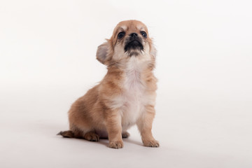 studio portrait Chihuahua puppy