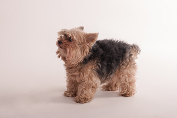 Studio portrait of yorkshire terrier