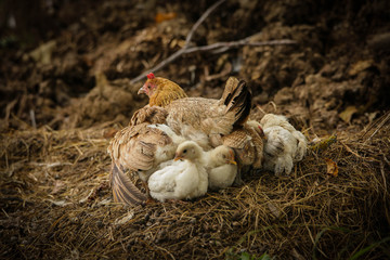 курица в гнезде