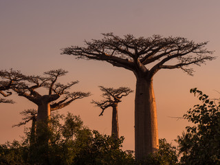 Fototapeta na wymiar Baobab trees at sunset