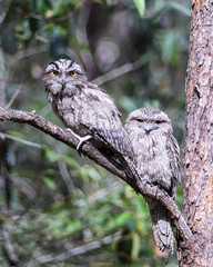 Two frog mouth owls