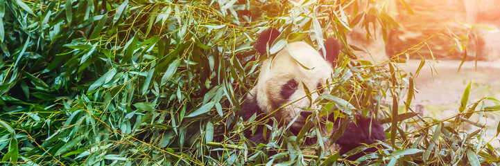 Giant panda Ailuropoda melanoleuca eating bamboo. Wildlife animal BANNER, LONG FORMAT © galitskaya