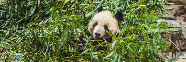 Giant panda Ailuropoda melanoleuca eating bamboo. Wildlife animal BANNER, LONG FORMAT