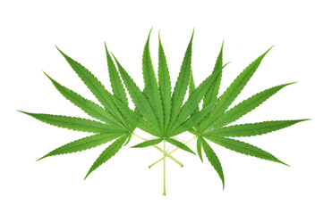 Cannabis leaf, marijuana leaf isolated on white background