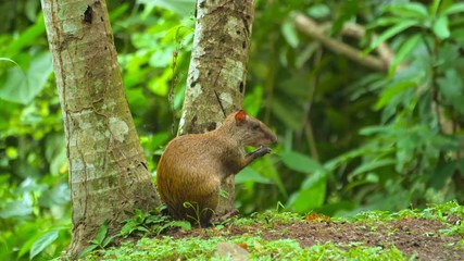 Small rodent agouti eats in the wild rainforest of Panama