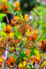 ARBUSTE PRINTEMPS