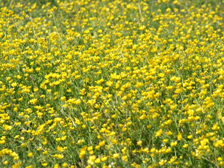 Fleurs jaunes en prairie