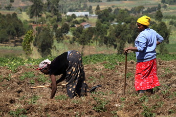 Ackerbau und Landwirtschaft in Kenia