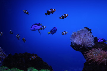 unter wasser, koralle, meer, fisch,