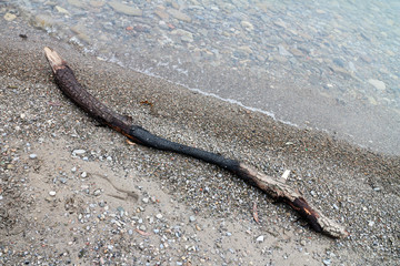charred branch on the beach