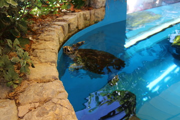 schildkröte, meer, unter wasser, ozean,