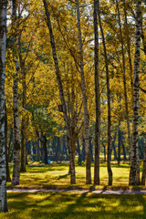Park in St. Petersburg, Russia.