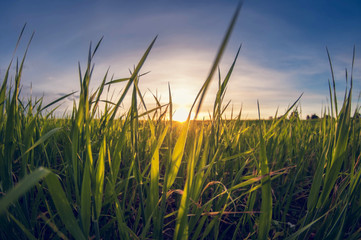 landscape grass in a field at sunset