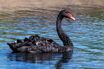 Obraz premium Black Swan (Cygnus atratus)