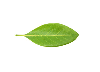 Fototapeta na wymiar jackfruit leaf isolated on white background