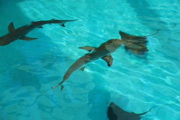Obraz premium hai, natur, 
