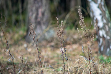 close up tree branches in autumn and nature details abstract