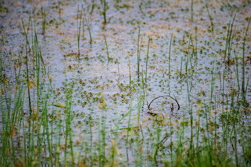 lonely naked trees in swamp area in autumn