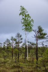 Fototapeta premium lonely naked trees in swamp area in autumn