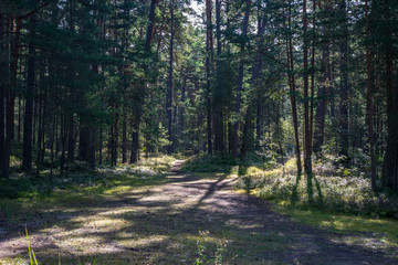countryside road in summer with large trees on both sides