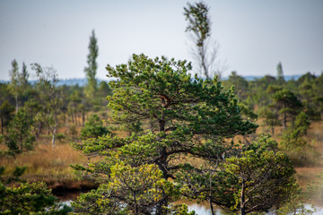 Fototapeta na wymiar lonely naked trees in swamp area in autumn