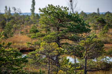 Fototapeta na wymiar lonely naked trees in swamp area in autumn