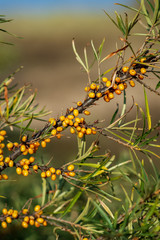 sea bucktorn fruits on the branches with green leaves in autumn