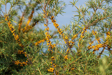sea bucktorn fruits on the branches with green leaves in autumn