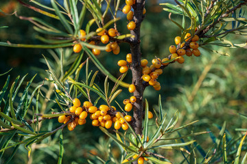 sea bucktorn fruits on the branches with green leaves in autumn