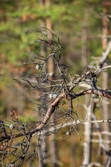 lonely naked trees in swamp area in autumn