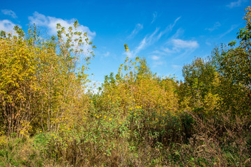 lonely naked trees in swamp area in autumn
