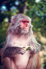 Close up front view of monkey. Monkey holding watermelon in hands. Rhesus macaque (Macaca mulatta).