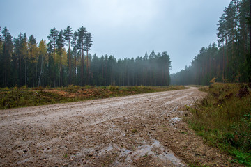 countryside road in summer with large trees on both sides