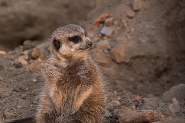 Fototapeta premium Portrait view of view of animal meerkat (Suricata suricatta) standing on the sand.